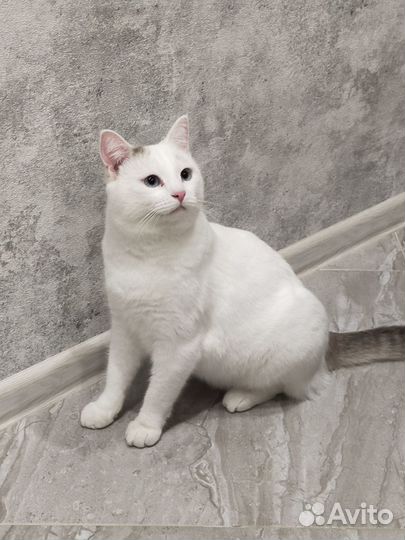 Отдам кота в добрые руки