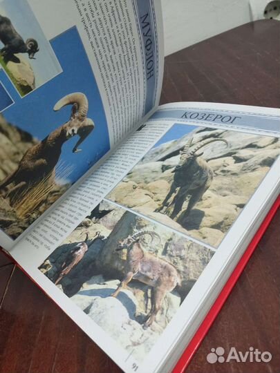 Животные. Моя Первая Энциклопедия