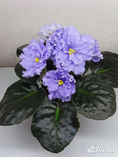 Фиалки сортовые детки