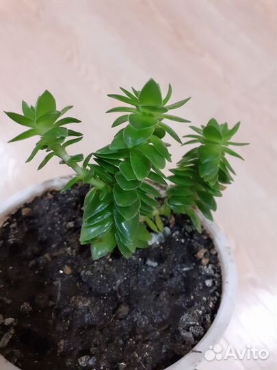 Крассула эстагнол (суккуленты)