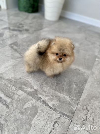 Померанский шпиц мини девочка