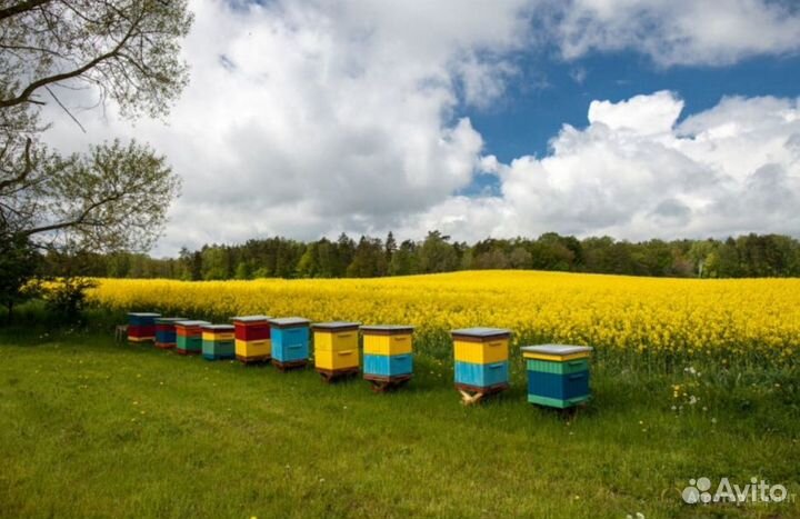 Мёд натуральный из Алтая опт