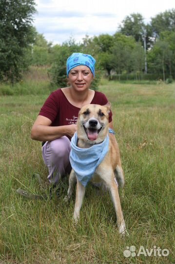 Добрая и ласковая собака оказалась в приюте