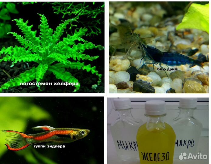 Аквариумные креветки,сайдекс,удобрения для растен