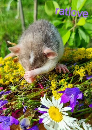 Крысята мальчишки редких маркировок