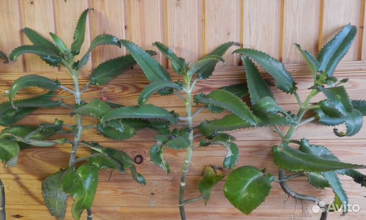 Алоэ (столетник). Каланхоэ (лекарственное)