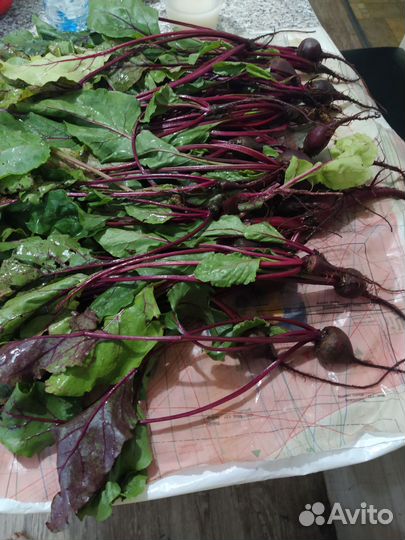 Свекла с ботвой