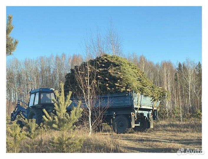 Сосна Оптом