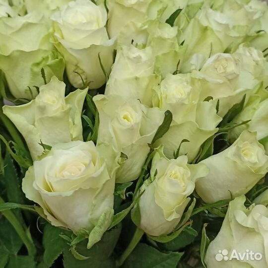 Букет белых роз 51 роза