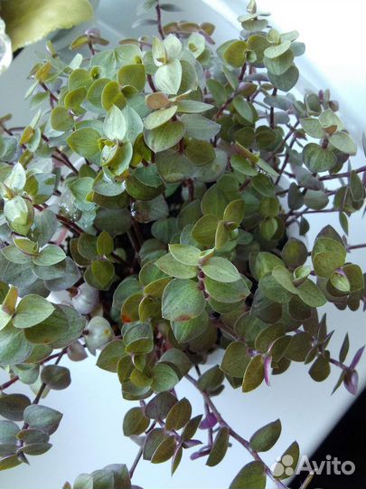 Традесканции