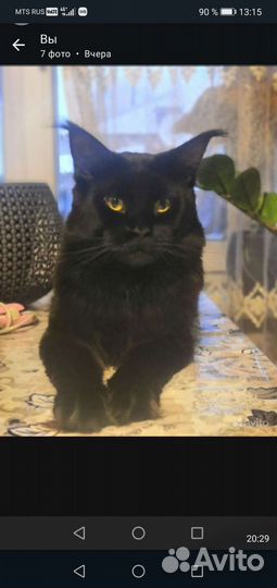 Кошка