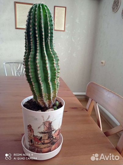Кактус