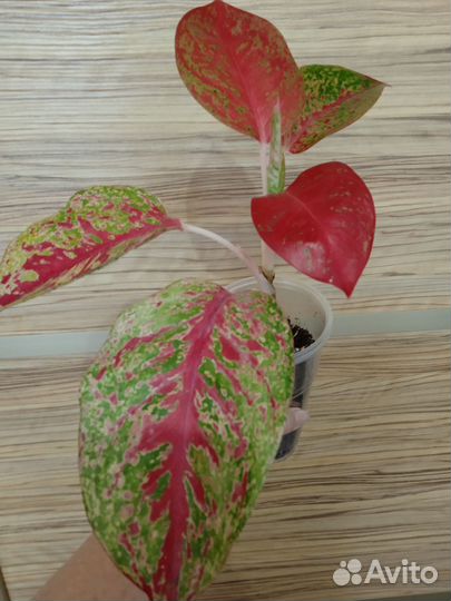 Аглаонемы сортовые