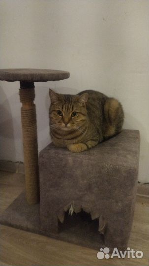 Отдам кота в добрые руки