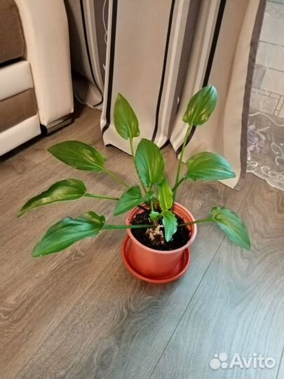 Дримиоптис