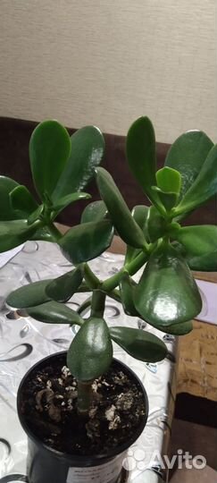 Толстянка (денежное дерево)