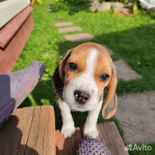 Щенки бигль