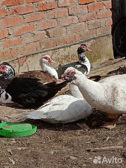 Мускусные утки