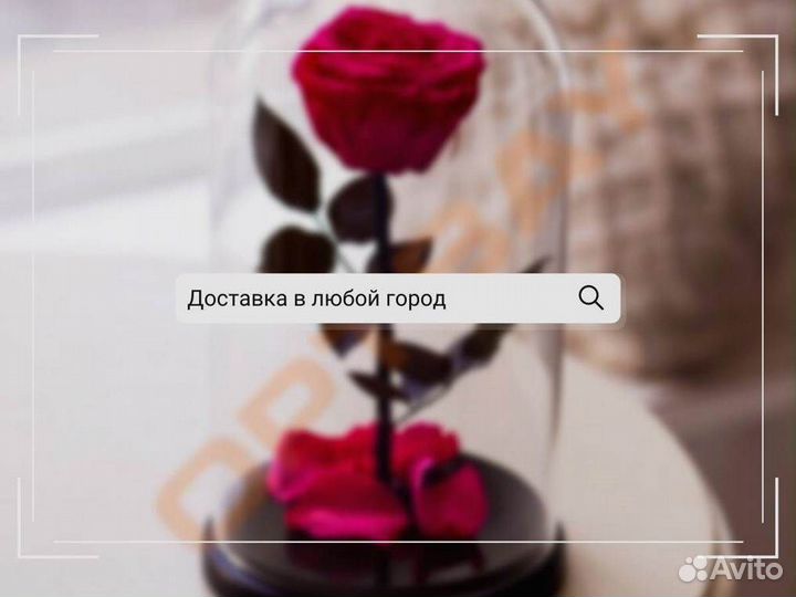 Роза в колбе. Неувядающая