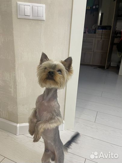 Йоркширский терьер вязка мальчик