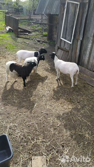 Овцы бараны дорпер