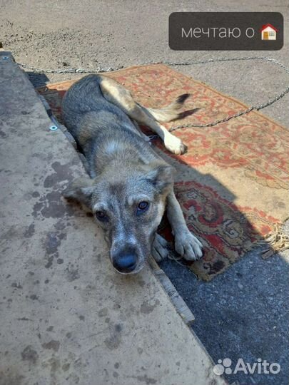 Собака в добрые руки