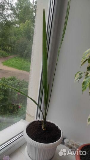 Финиковая пальма