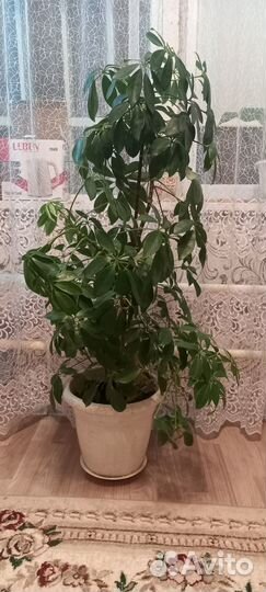 Продаю цветы