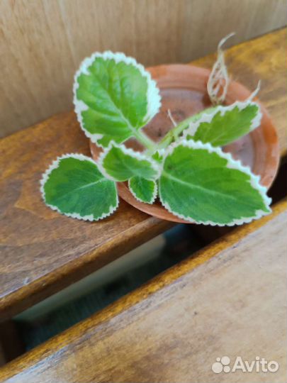 Разные комнатные