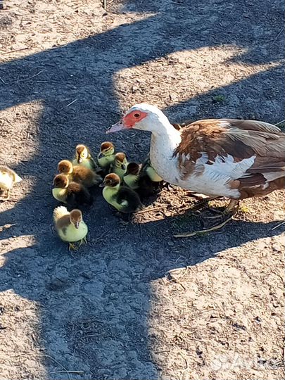 Мускусные утки