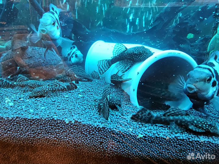 Сомики анциструсы