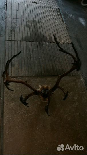 Рога Оленя на стену