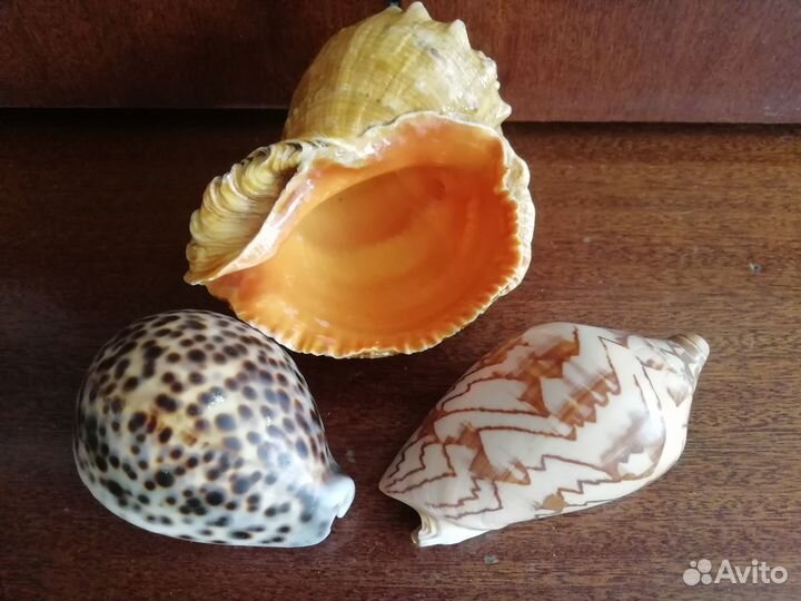 Морские ракушки раковины
