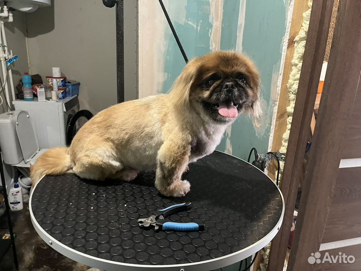 Стол для груминга бу