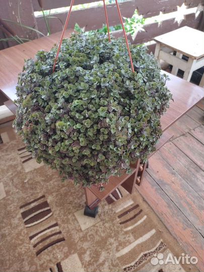 Продам цветы комнатные