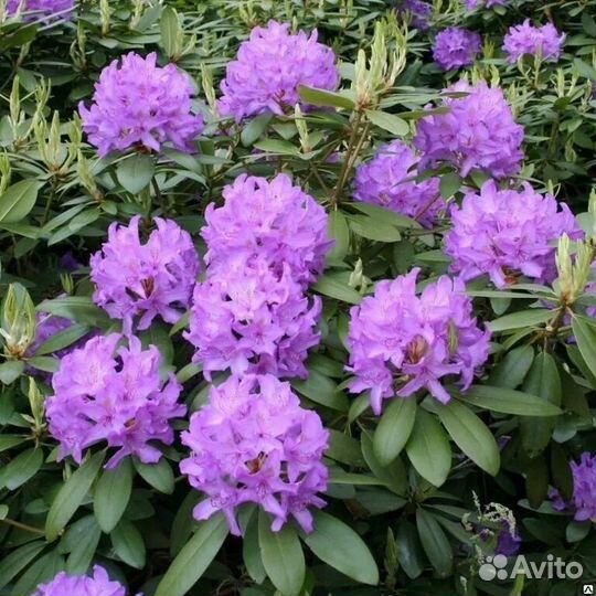 Рододендрон