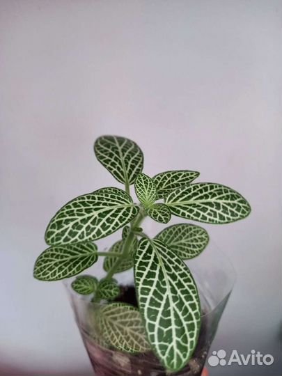 Комнатные цветы