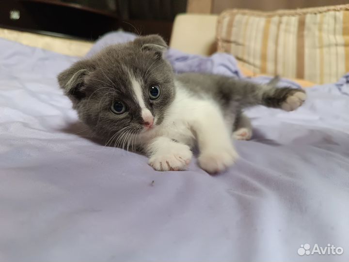 Вислоухие котята