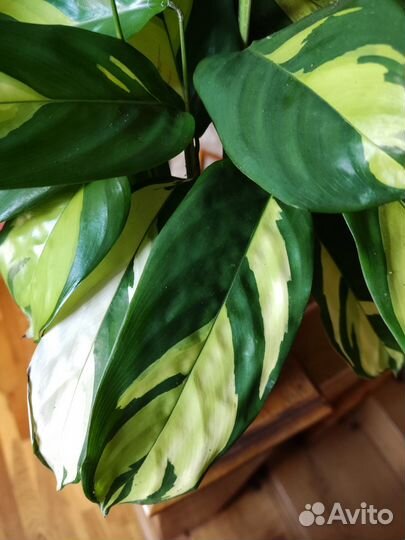 Калатея лубберса