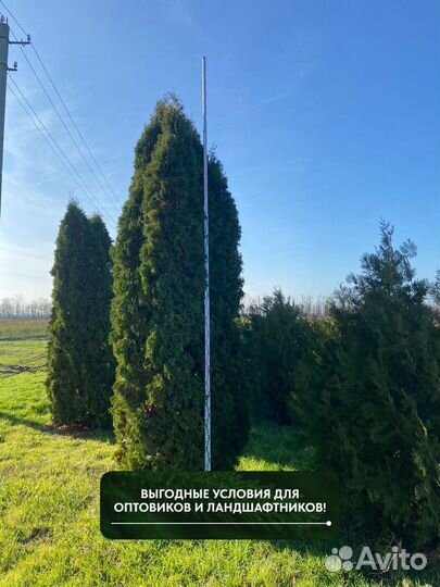 Туя западная Колумна, крупномер