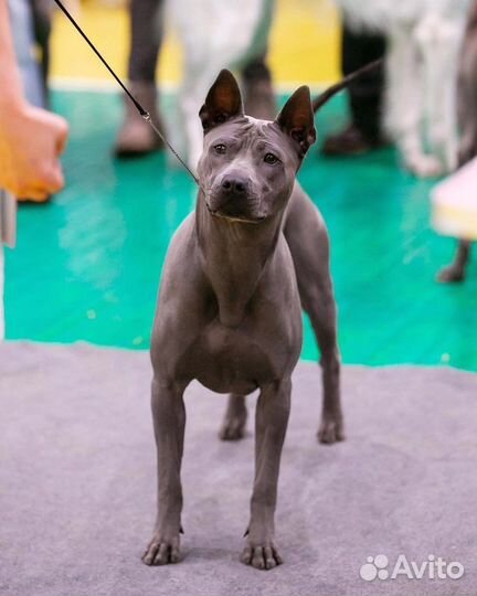 Вязка Тайский риджбек