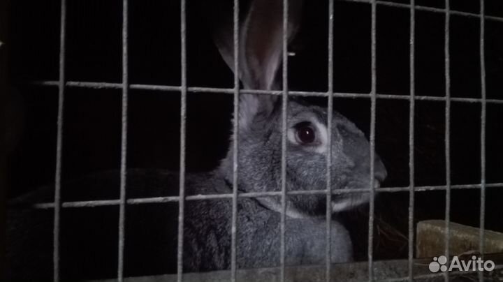 Кролики-Ризены и крольчата 2-3 месяца о