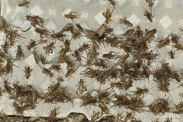 Сверчки домовые кормовые живые и замороженные