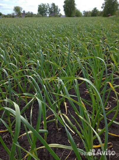 Элитный Семенной чеснок Любаша чесночная стрелка