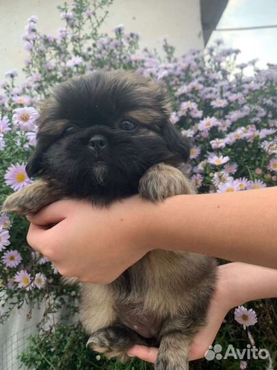 Щенки пекинеса