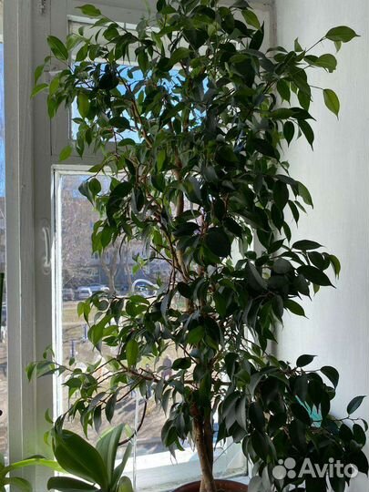 Фикус бенджамина большой