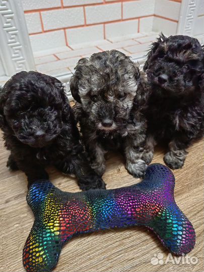 Карликовый пудель