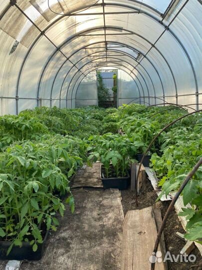 Рассада помидоров томатов