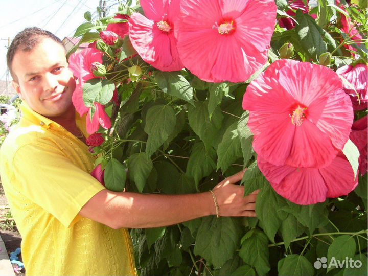 Гибискус саженцы (травянистый)