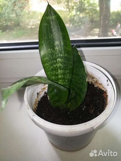 Комнатное растение сансевиерия отростки
